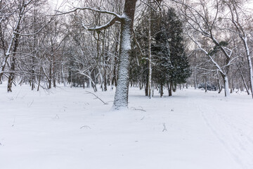Trees covered with snow. Snow-covered road in the city park.