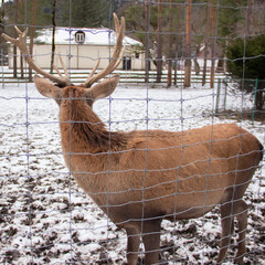 deer in the zoo