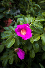 Wildrose