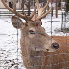 deer in winter