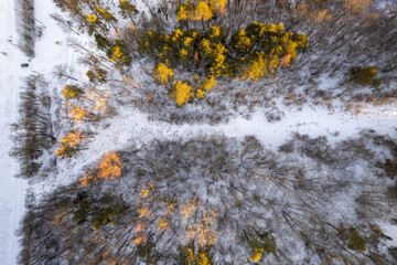 Snowy winter forest in Lithuania
