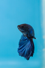 beautiful little betta fish
taken close up (macro) on a blue background