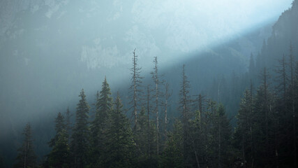 fog in the forest © Sieku Photo