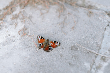a peacock eye butterfly sits on the ground on light concrete