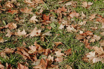 dry brown maple leaves lie on the green grass. autumn. close-up