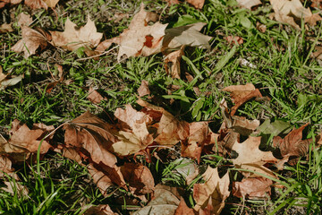 dry brown maple leaves lie on the green grass. autumn. close-up