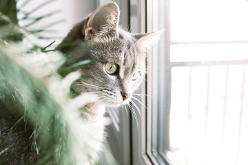 Close-up portrait of a gray striped domestic cat sitting on a window around Christmas tree.