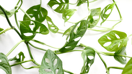 Monstera Monkey Mask leaves(Obliqua or Adansonii) close-up on white background. © kseniaso