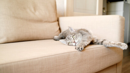  domestic cat lies on the couch. The cat in the home interior.