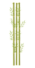 Fototapeta na wymiar bamboo chinese plant