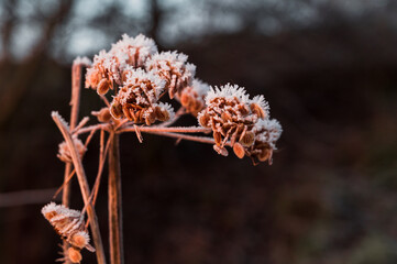 Frostbedeckte Pflanze im Morgenlicht