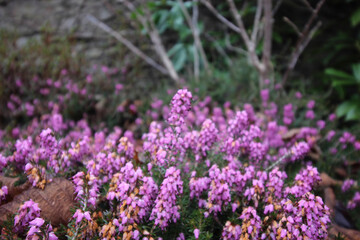 Obraz premium lavender field in region