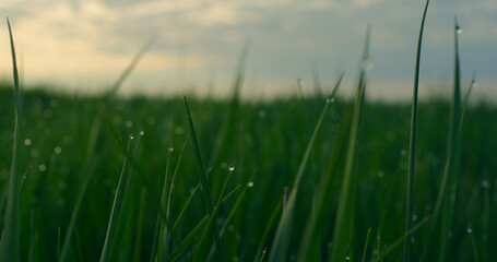 Water grass green sunrise growing in fresh lawn field. Calm meadow in nature.
