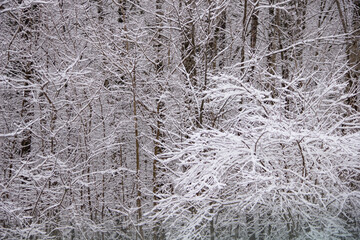 snow covered trees