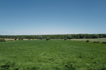 Fototapeta premium cows in a field