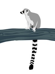 Abstract modern illustration of Ring-tailed lemur (Lemur catta) sitting on branch, Trendy artistic vector design isolated on white background - obrazy, fototapety, plakaty