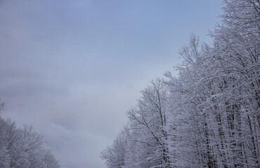 snow covered trees