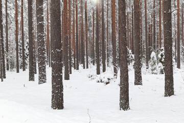 Winter scenery with pine forest covered with white snow. Selective focus.