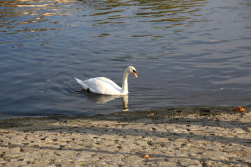 great white pelican