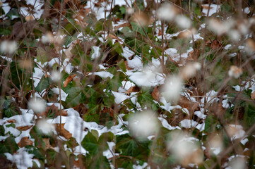 Snow covered tree branches with blurred background
