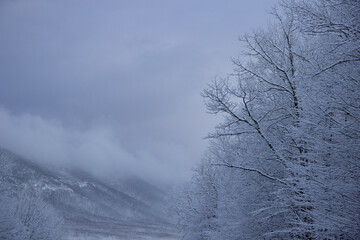 trees in the snow