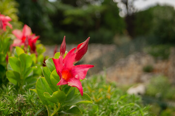 red flower in the garden