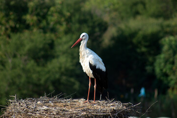 white stork in the nest