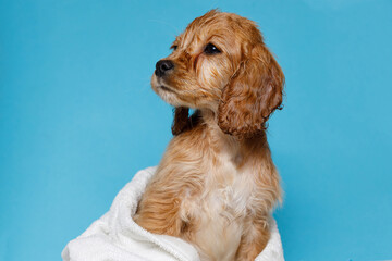 Funny wet puppy of the golden cocker spaniel breed after bath wrapped in towel. Just washed cute dog in bathrobe on blue background.