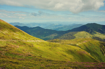 Fototapeta premium Idyllic landscape in the Alps with fresh green meadows and blooming flowers