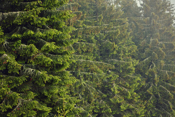 foggy day inside a mountain coniferous forest