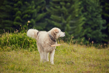 romanian shepherd dog standing on natural meadow, image taken near the sheep farm