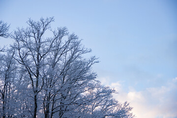 trees in winter