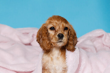 Funny wet puppy of the golden cocker spaniel breed after bath wrapped in pink towel. Just washed cute dog in bathrobe on blue background.