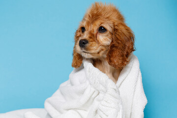 Funny wet puppy of the golden cocker spaniel breed after bath wrapped in towel. Just washed cute...