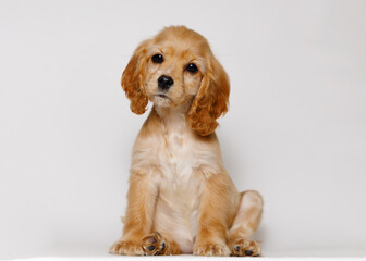 Portrait of cute puppy purebred golden cocker spaniel. Little smiling dog on gray background. Free...