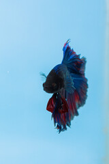 Obraz premium beautiful little betta fish taken close up (macro) on a blue background