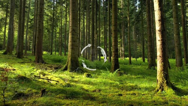 Environment recycle Earth globe rotation in beautiful fresh sunny forest concept animation background.