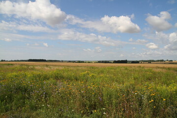 wheat field and sky