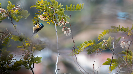 uccello blu e giallo su rami