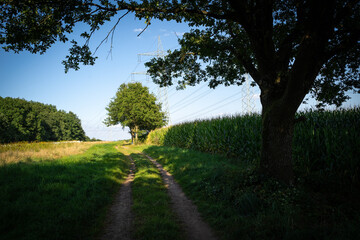 Dirt road with corn field, trees, electricity poles and a beautiful blue sky