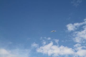 bird
