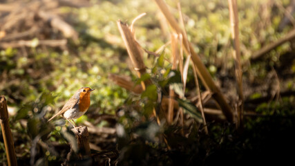 piccolo pettirosso fra le piante