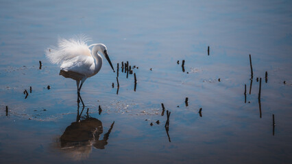 airone bianco in acqua