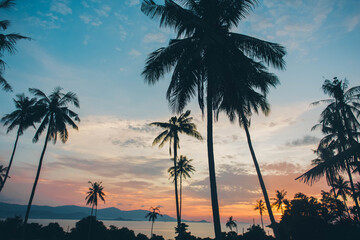 Beautiful evening sunset in Thailand. Silhouette of palm trees.