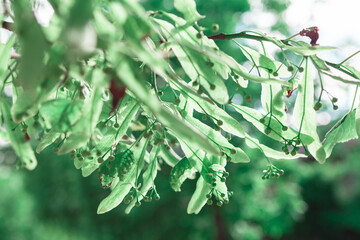 Lime flower in buds . Branch of lime tree 