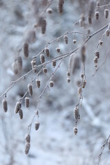 frost covered branches