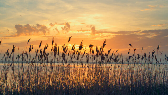 Aerial view sunset sea beach horizon. Reeds sway wind on romantic sunrise nature © stockbusters