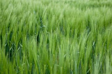 Weizenfeld im Wachstum.