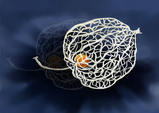 Digital paintings life still, artwork, painting phisalis