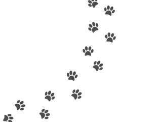 Paw print of cat, dog. Pawprint on white banner. Pet footprint trail walk. Animal foot track. Step silhouette icon. Pet shop symbol. Pitch shape. Puppy way trace. Vector illustration
